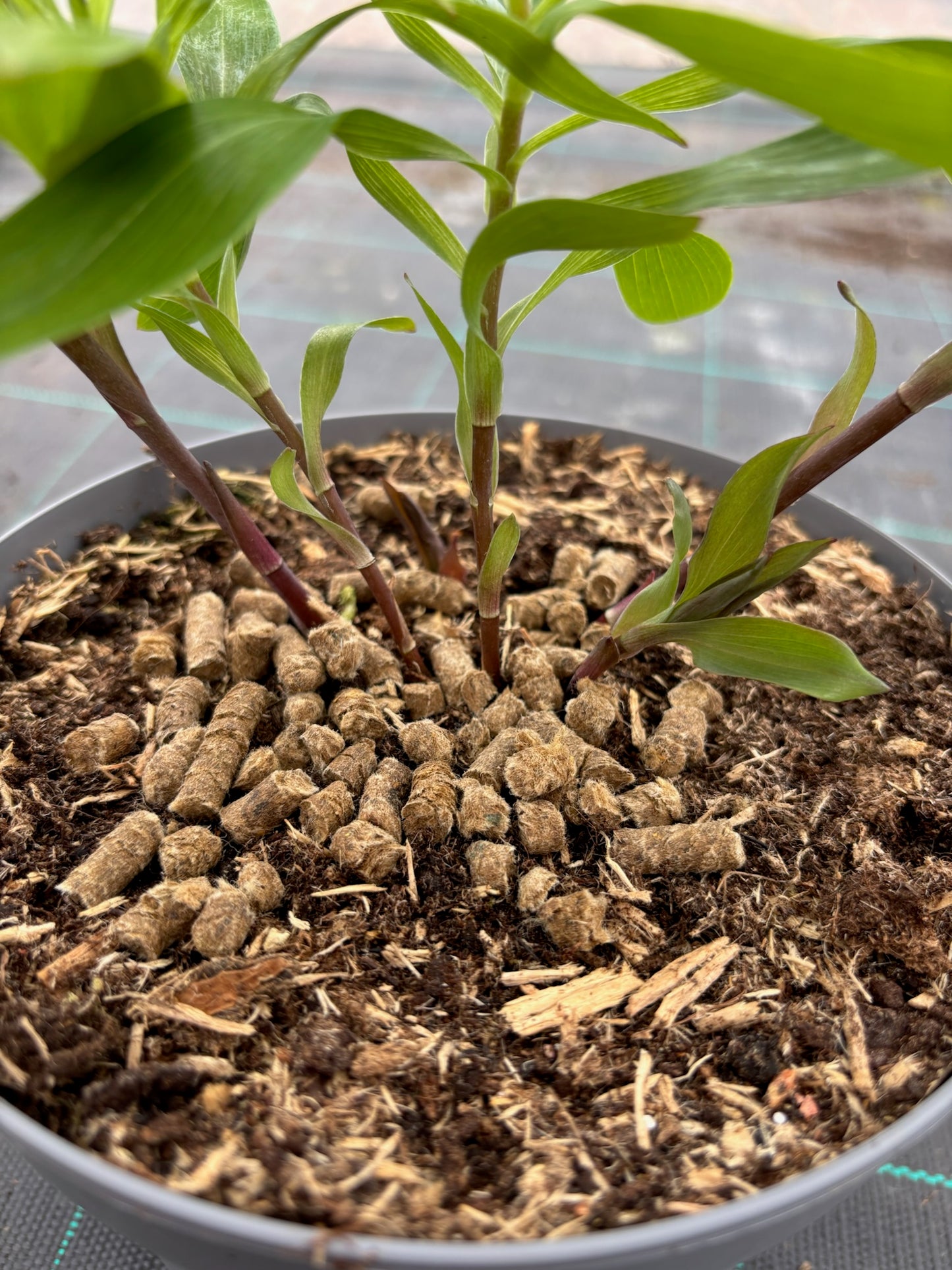 Le coup de pouce naturel pour vos plantes 🌱