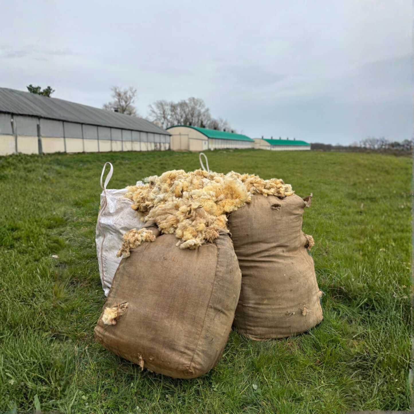 Un engrais naturel, efficace et durable 🇫🇷