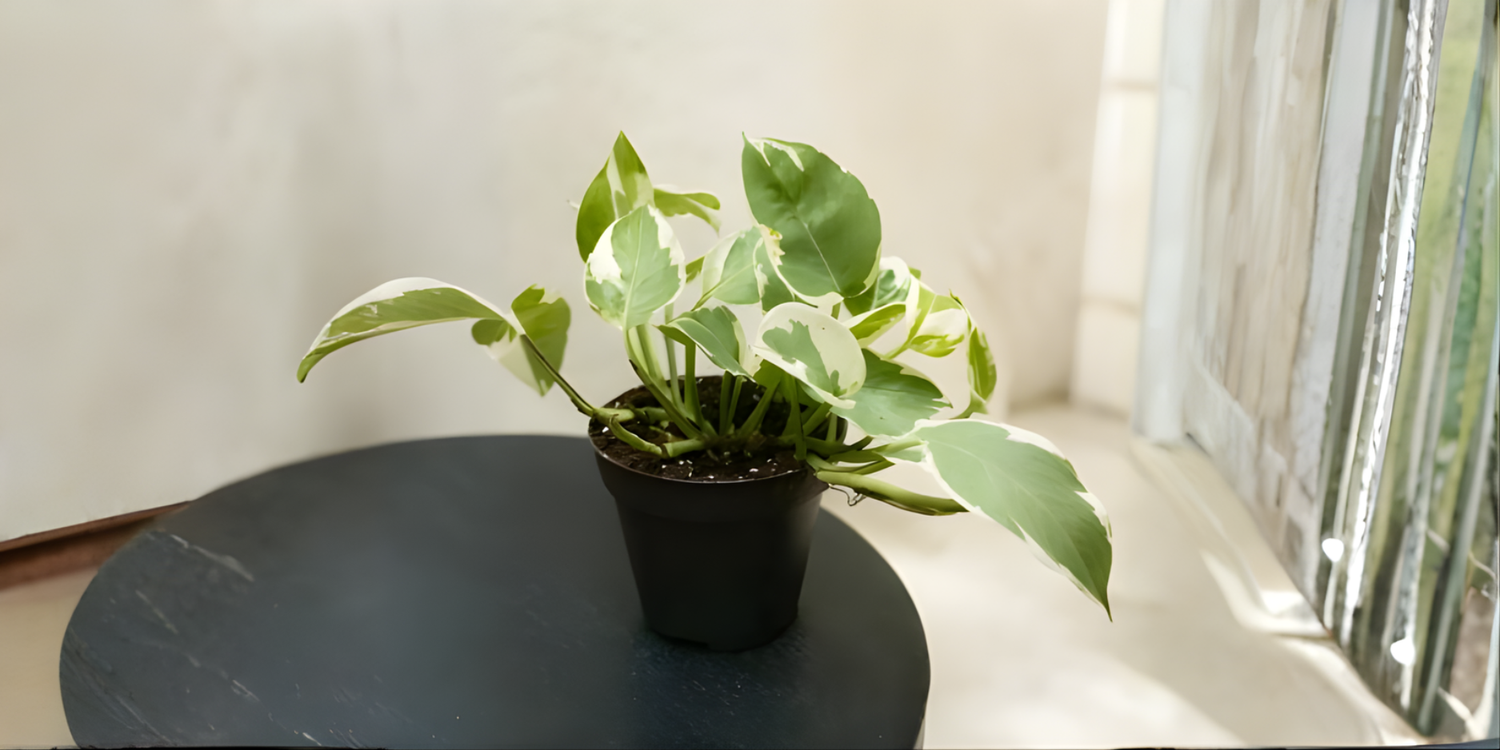 image comparison after