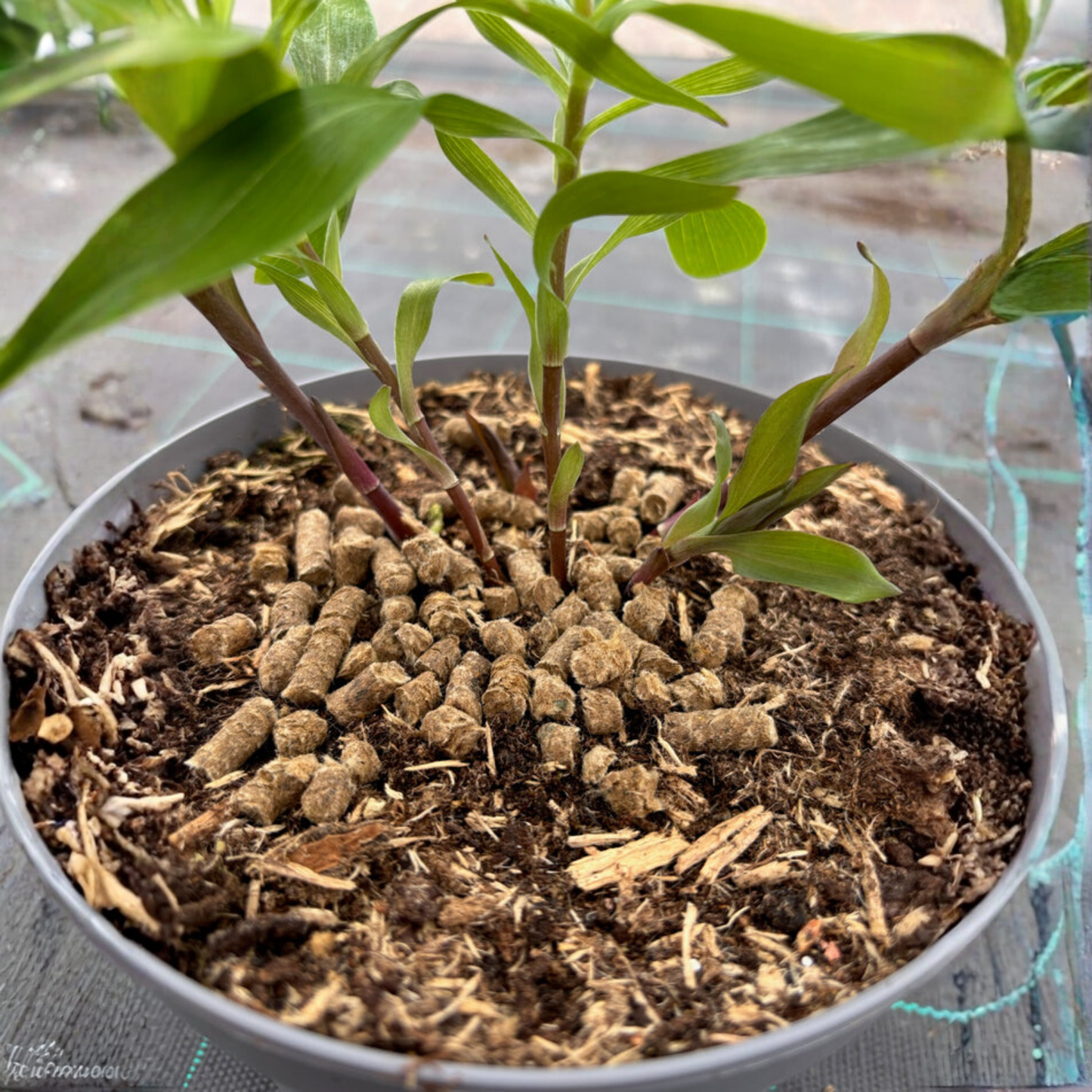 Un engrais naturel, efficace et durable 🇫🇷